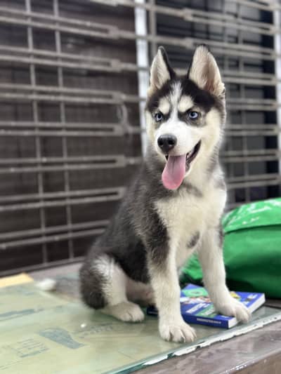 Siberian Husky Wooly Coat Male Puppy