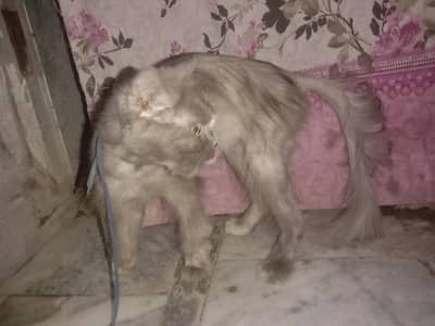 female Persian  urgent sale