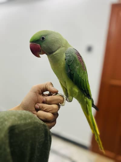 raw parrot full hand time and talking friendly