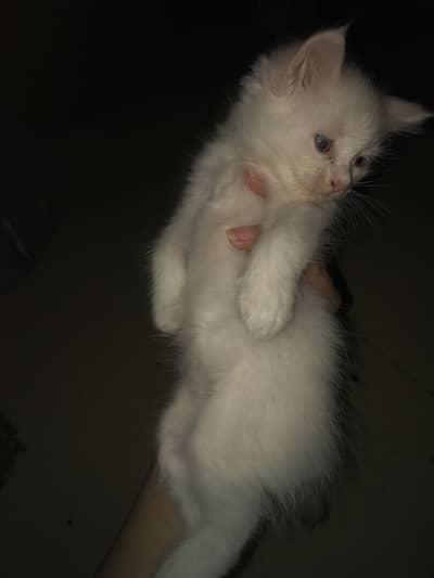 Kitten up for adoption