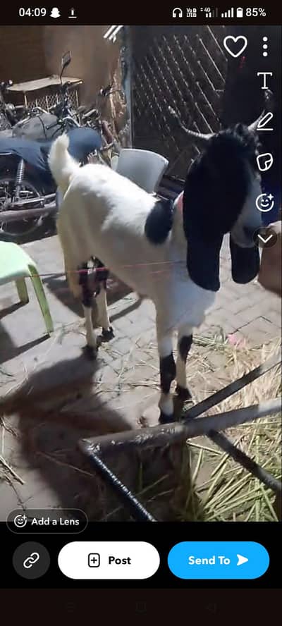 qurbani ka Bakra available
