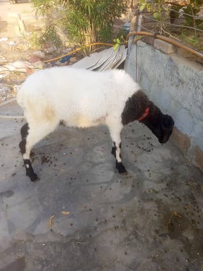Ready for Qurbani 2026