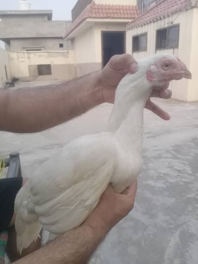 Heera Amroha Lasani Aseel Madian 3 hain