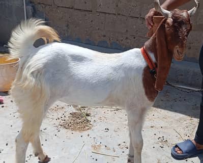Bakra Add Pura Parhe
