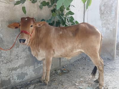 2 MALE 1 FEMALE FOR SALE