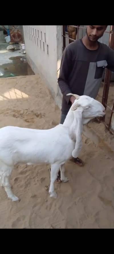 Healthy and active goats