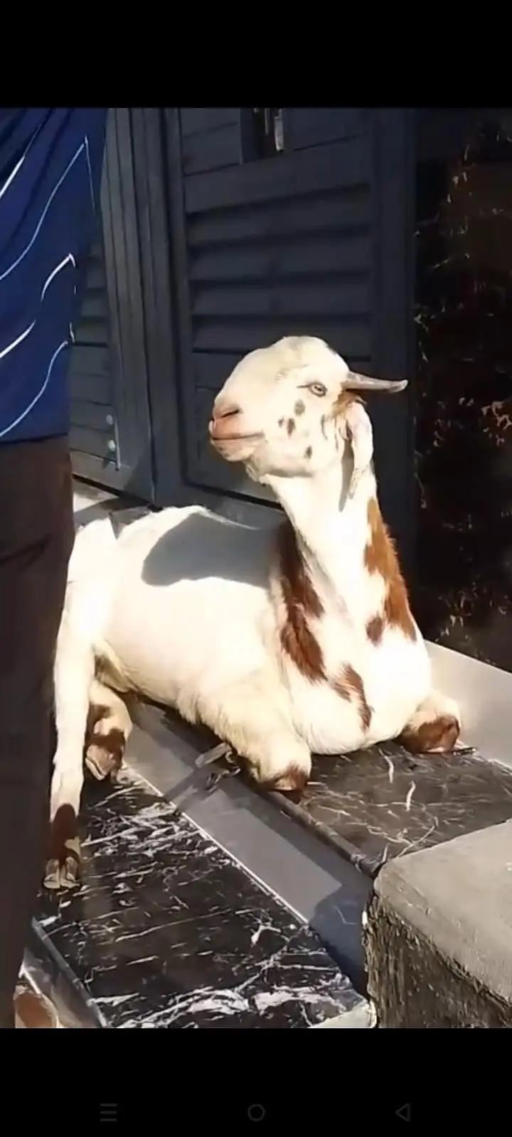 Healthy and active goats — photo 2