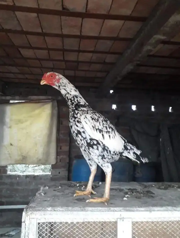 pure aseel shamo_White Shamo Chick|Quality bird|king size/aseel chicks — photo 8