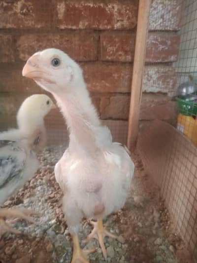 Aseel German shamo chicks | Shamo Chicks | Aseel hen | Male