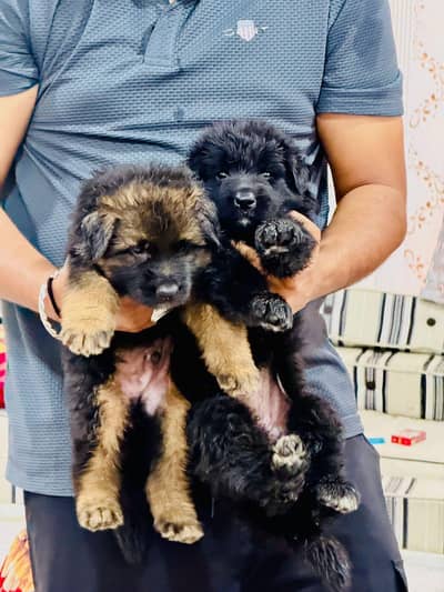 German Shepherd Dog | German Shepherd Black Pupps Available | GSD pup