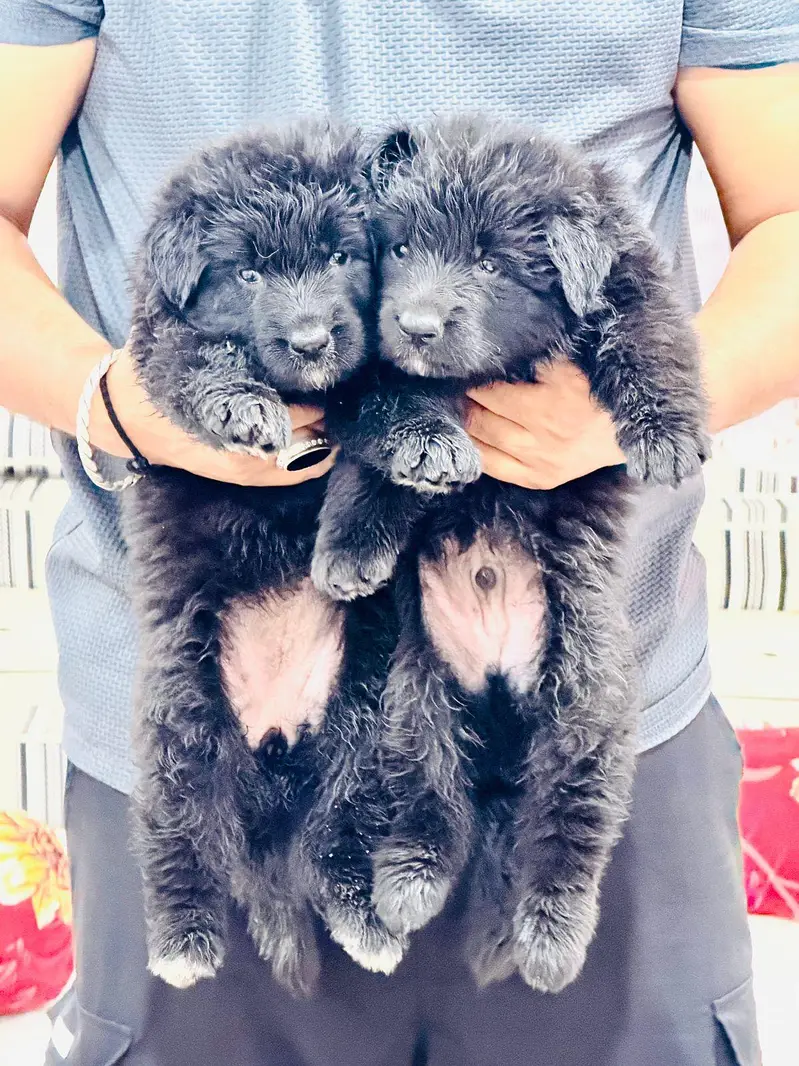 German Shepherd Pups | German Shepherd Black Pupps  | GSD pup For Sale — photo 5