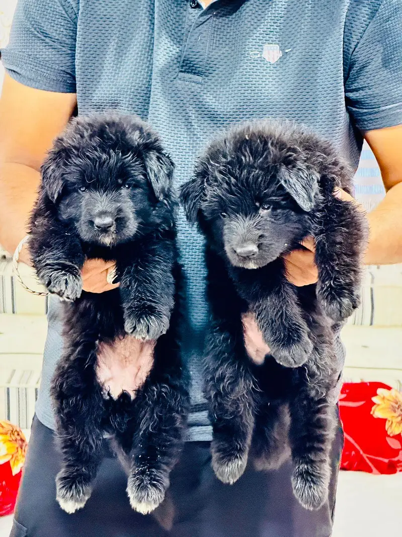 German Shepherd Pups | German Shepherd Black Pupps  | GSD pup For Sale