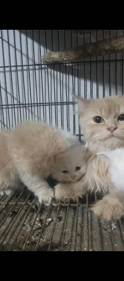 female fown cat with 2 kittens