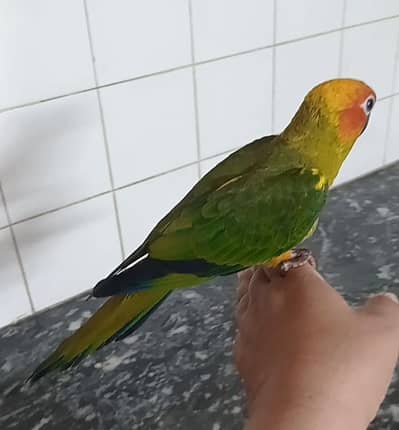 Sun Conure tame female