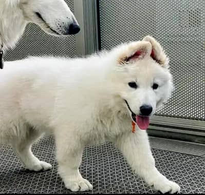 Snow White German Shepherd Puppies | GSD | Puppies For Sale