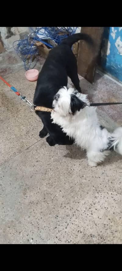 shitzu male for very friendly and active