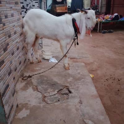 gulabe bakra andu for sale