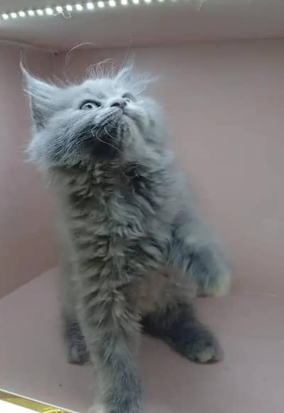 pesian male & female kittens