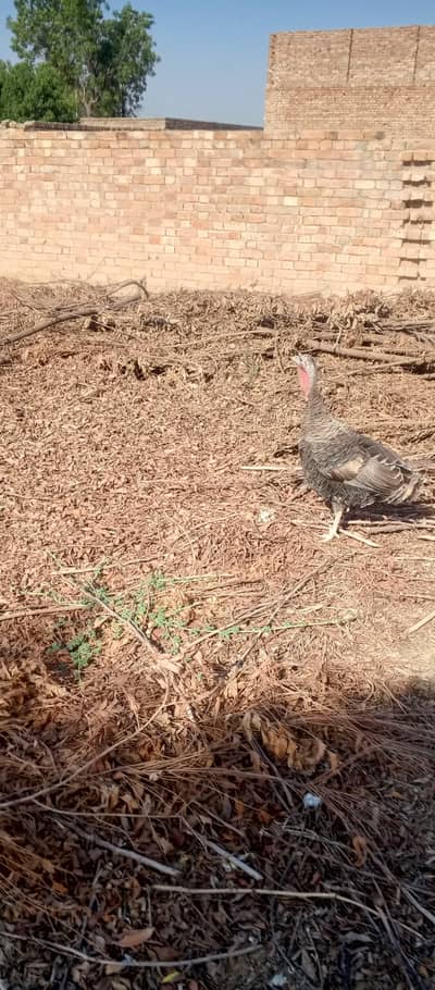 a female Turkey Bird available full ready to breed