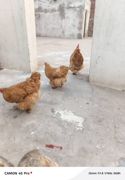 Golden Buff fertiel eggs