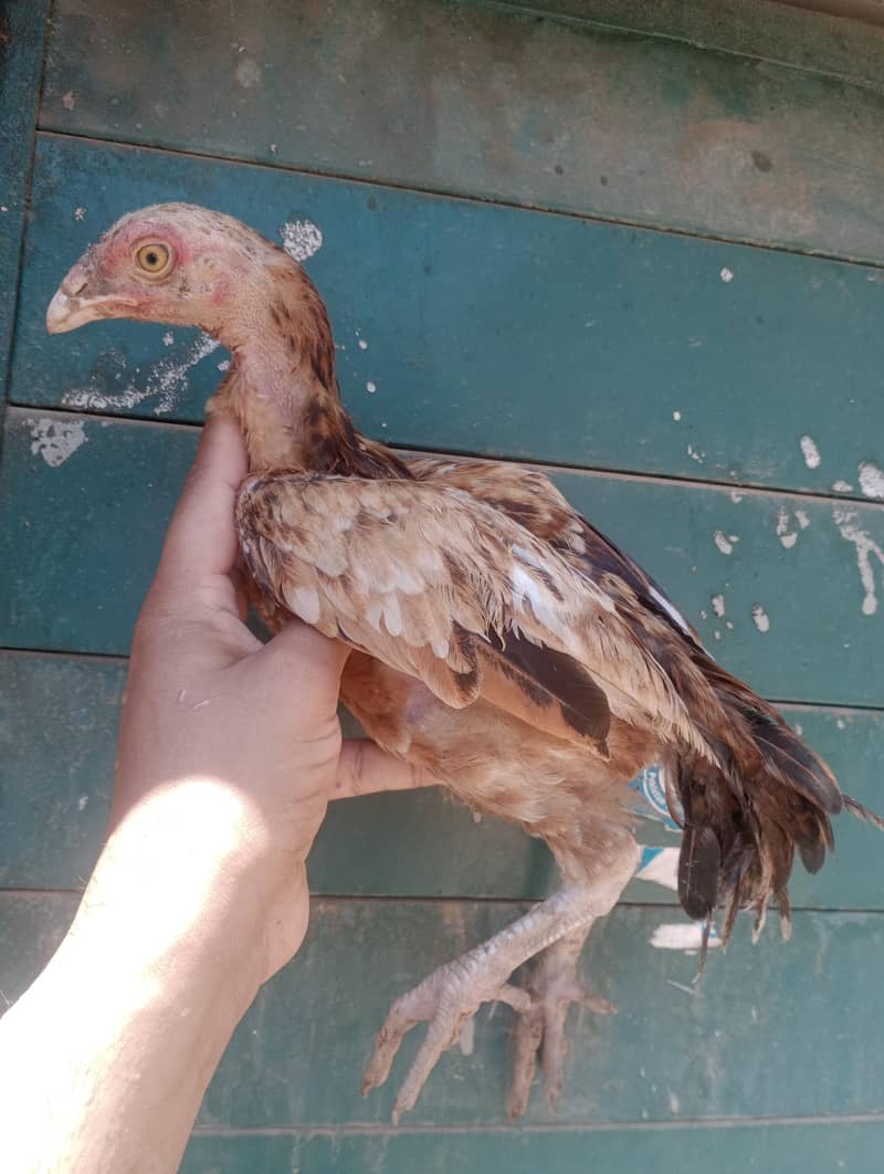 Aseel Chicks 1