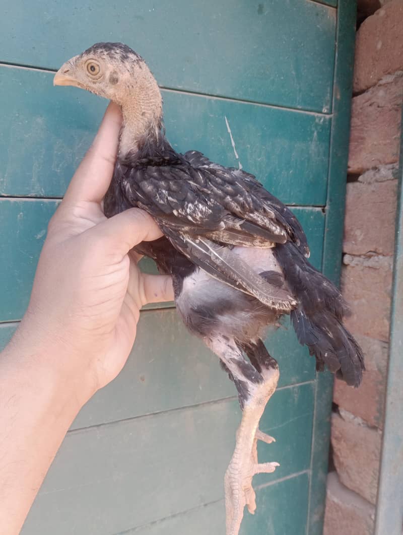 Aseel Chicks 2