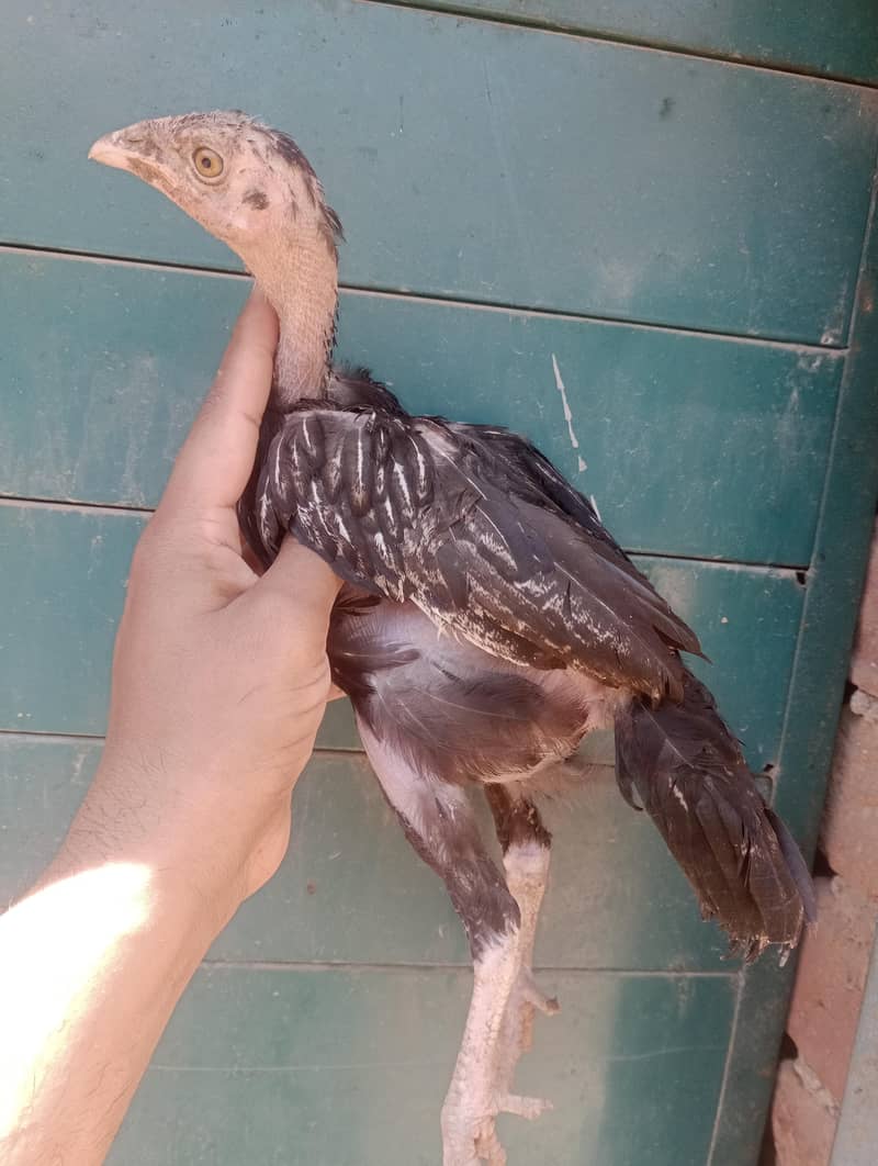 Aseel Chicks 3