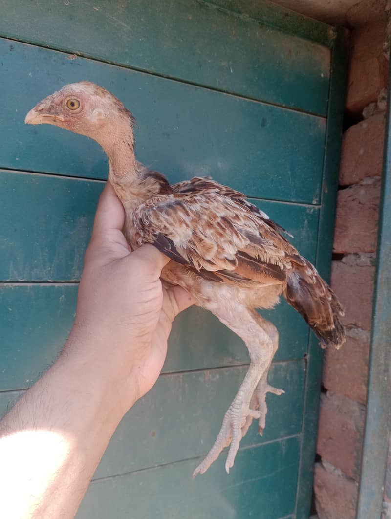 Aseel Chicks 4