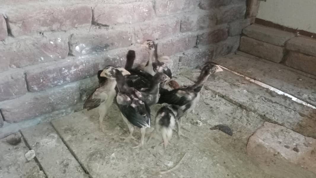 Aseel Chicks 6