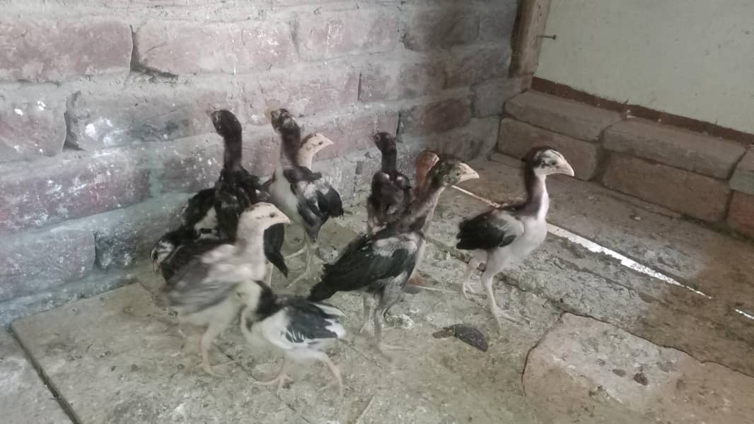 Aseel Chicks 7