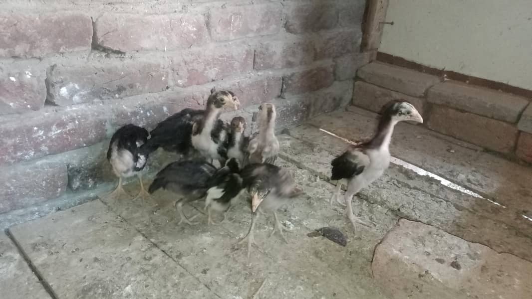 Aseel Chicks 8