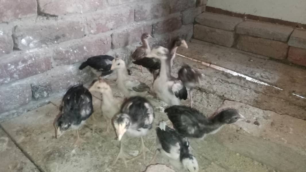 Aseel Chicks 9