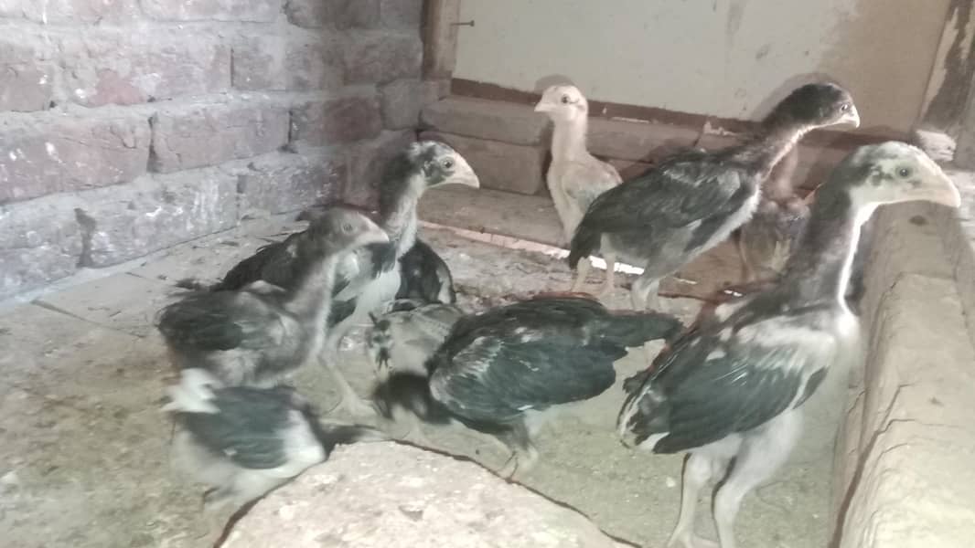 Aseel Chicks 11