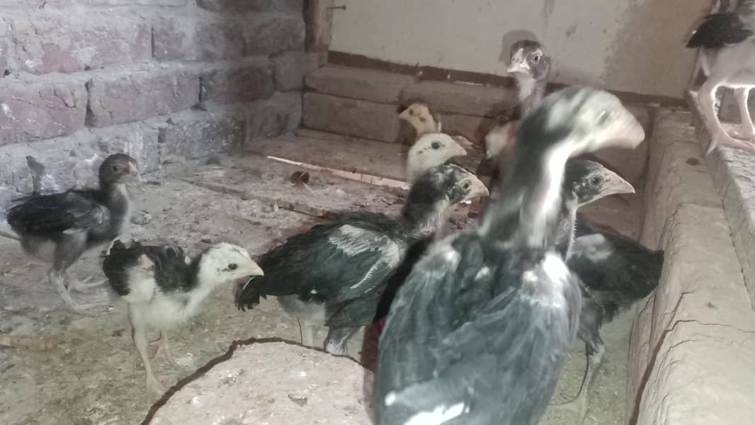 Aseel Chicks 12