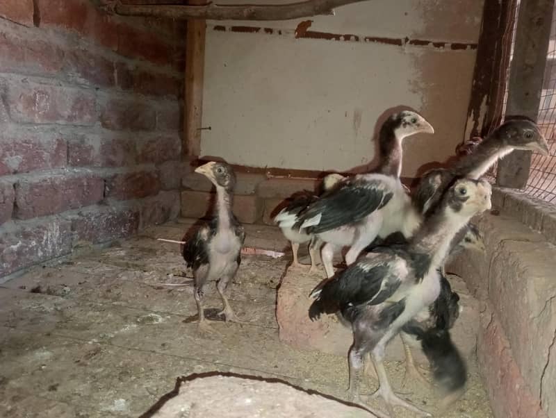 Aseel Chicks 14