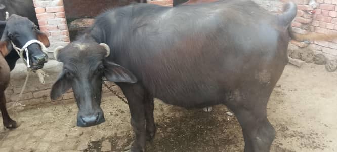 Qurbani Ke Liye Healthy  Buffalo for Sale | Non-Pregnant