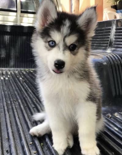 Siberian Husky Puppies