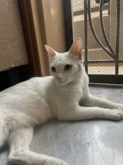 White kitten