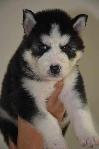 husky male and female both available