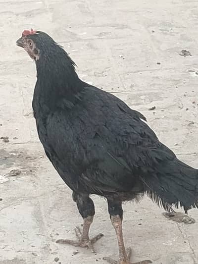 Aseel breeder