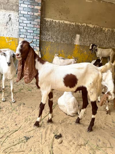 2 DANT KHASI BAKRAY FOR SALE
