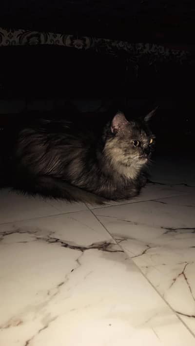 persian