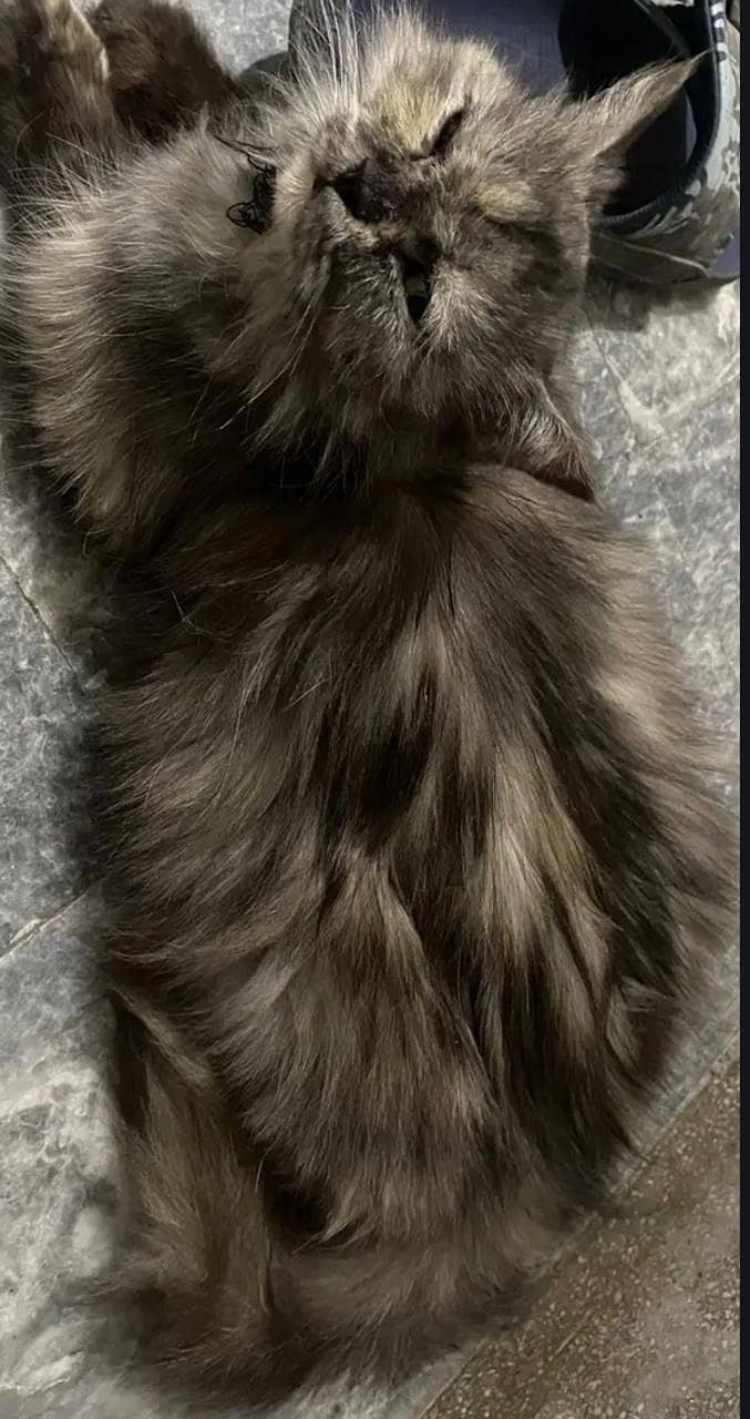 persian 1