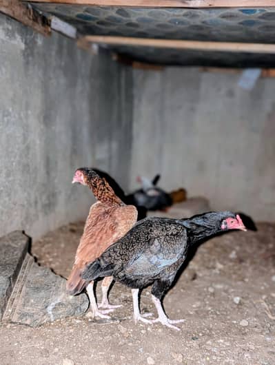 2 mianwali high quality female available. Whatsapp: 03159640025