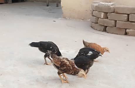 5 tarley chiks