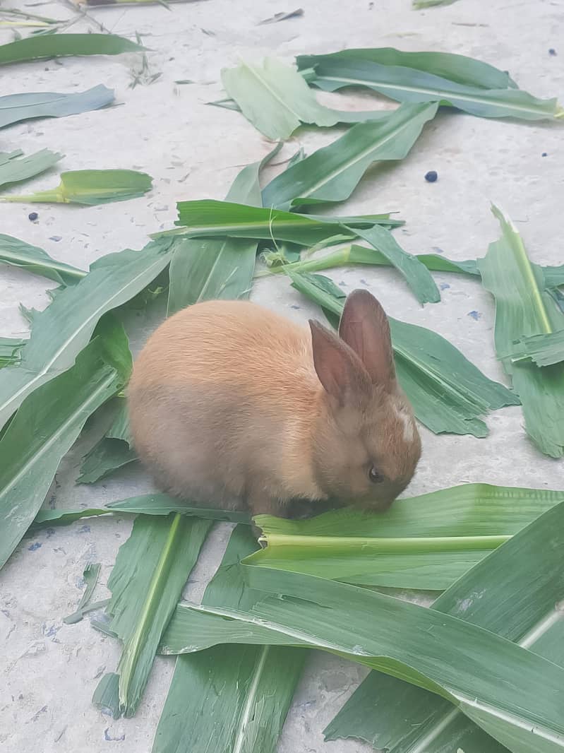 Rabbits 0
