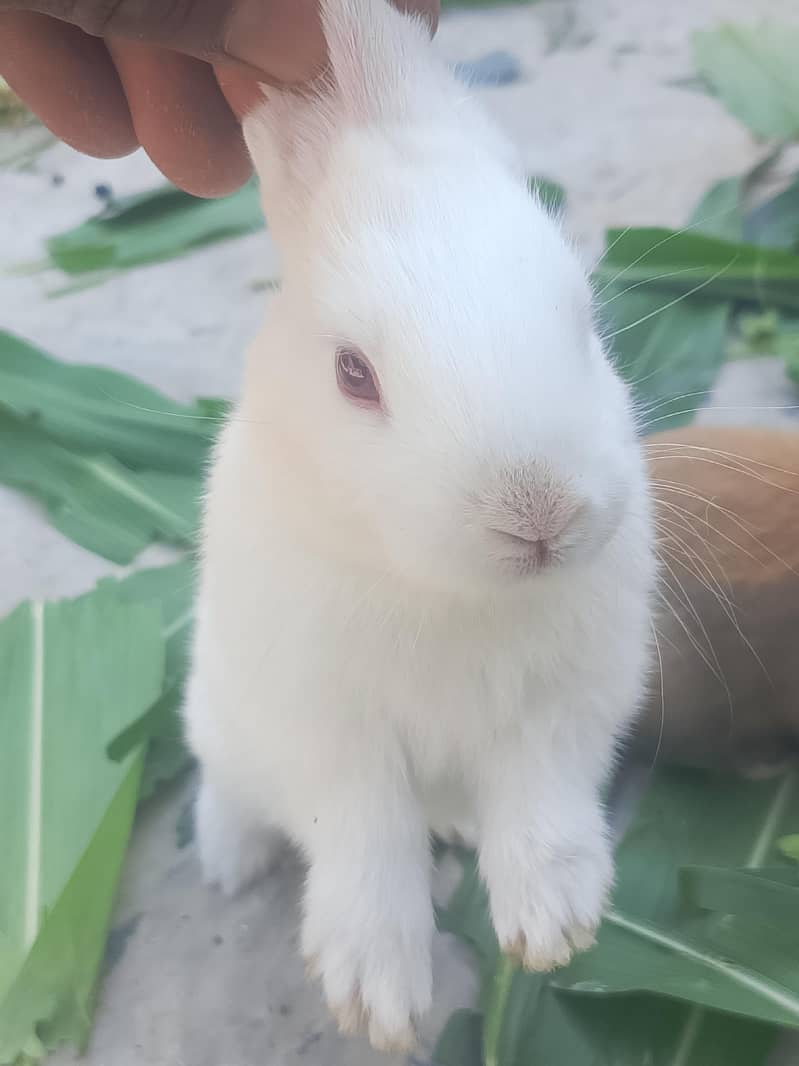 Rabbits 1
