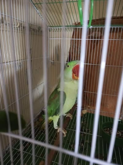 raw parrot h 6 month ka Dana khud hi khata h no hend tarin h