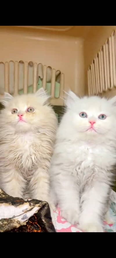 pure Persian cats vaccinated triple coated/WhatsApp 03316360929