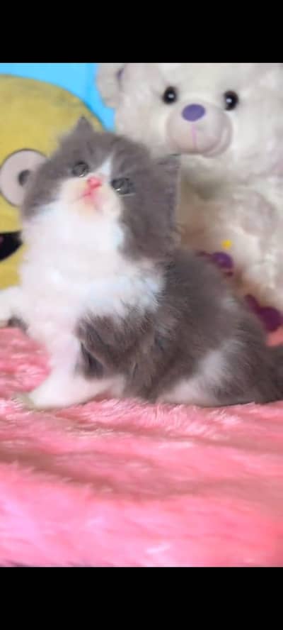 pure Persian cats vaccinated triple coated/WhatsApp 03316360929